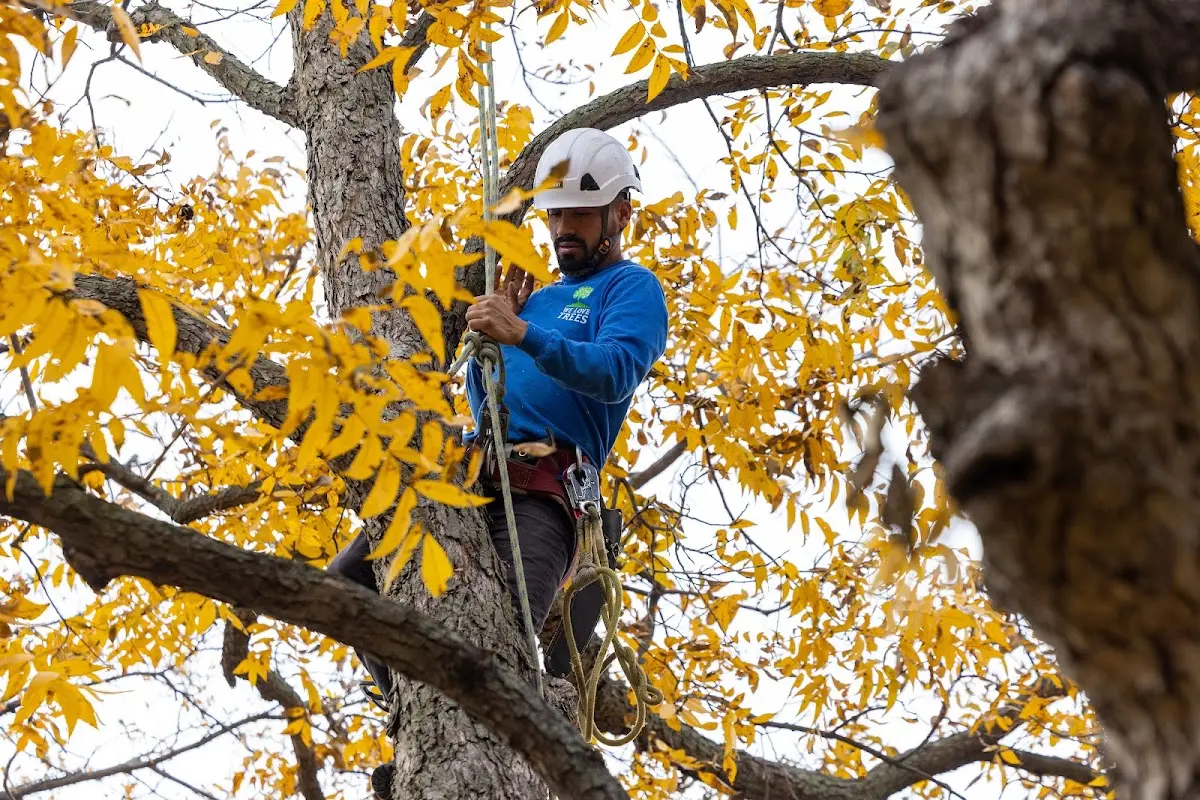Skilled Emergency Tree Service crew working in Jackson